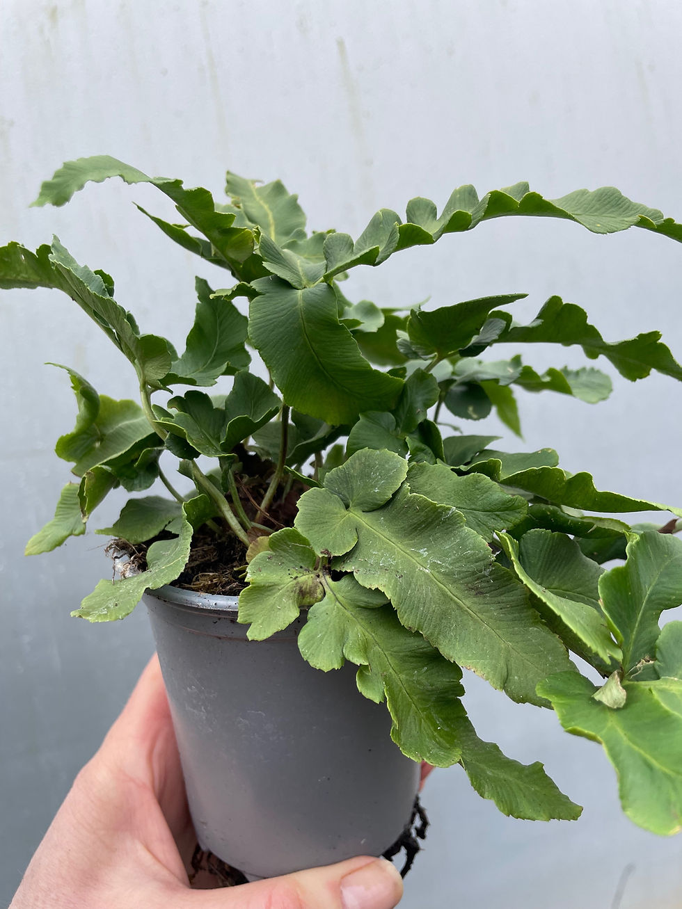 Thumbnail: Dryopteris seiboldii