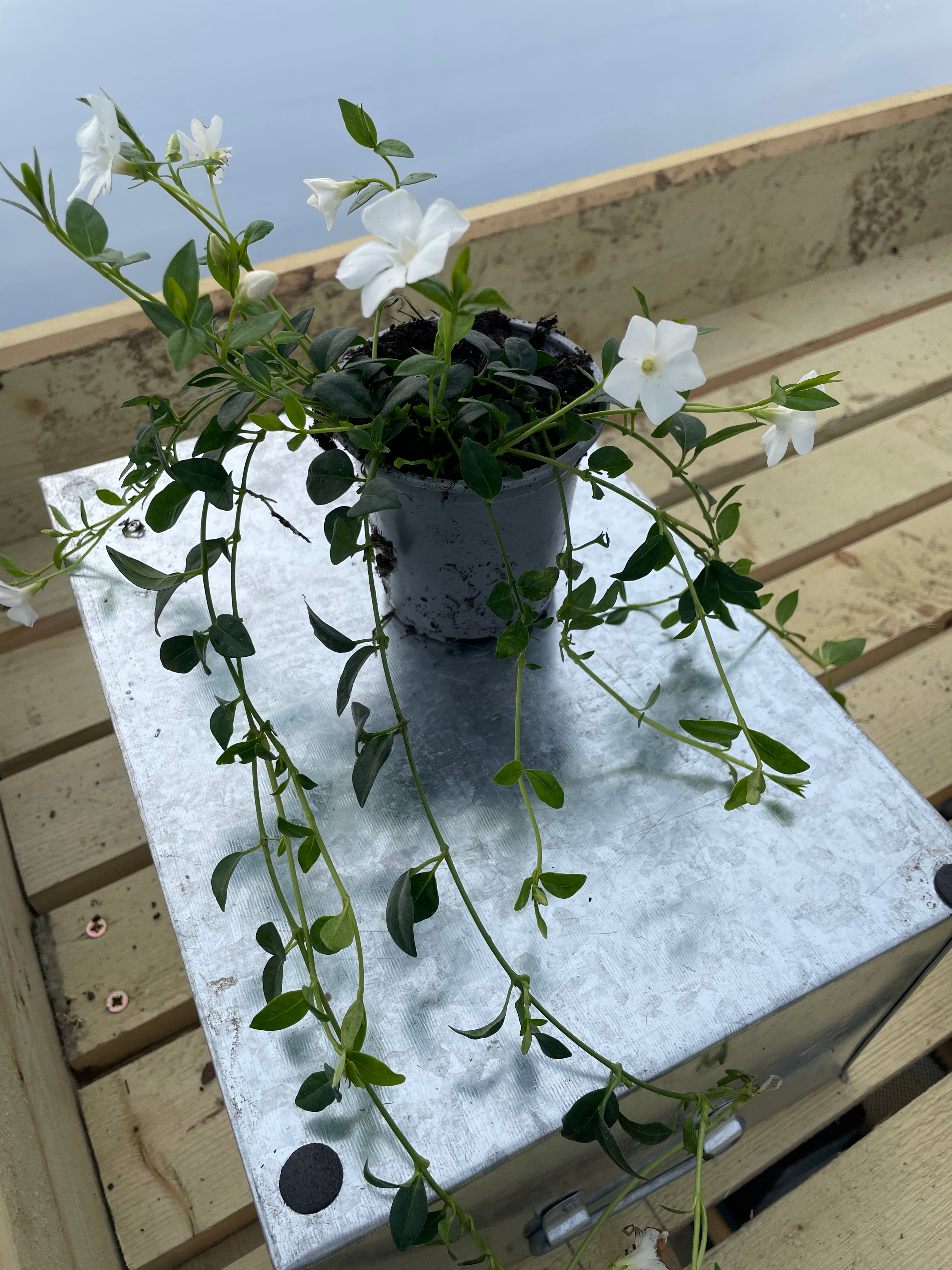 Vinca minor f. alba 'Gertrude Jekyll'