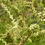 Thumbnail: Flower of Aruncus dioicus 'Kneiffii'