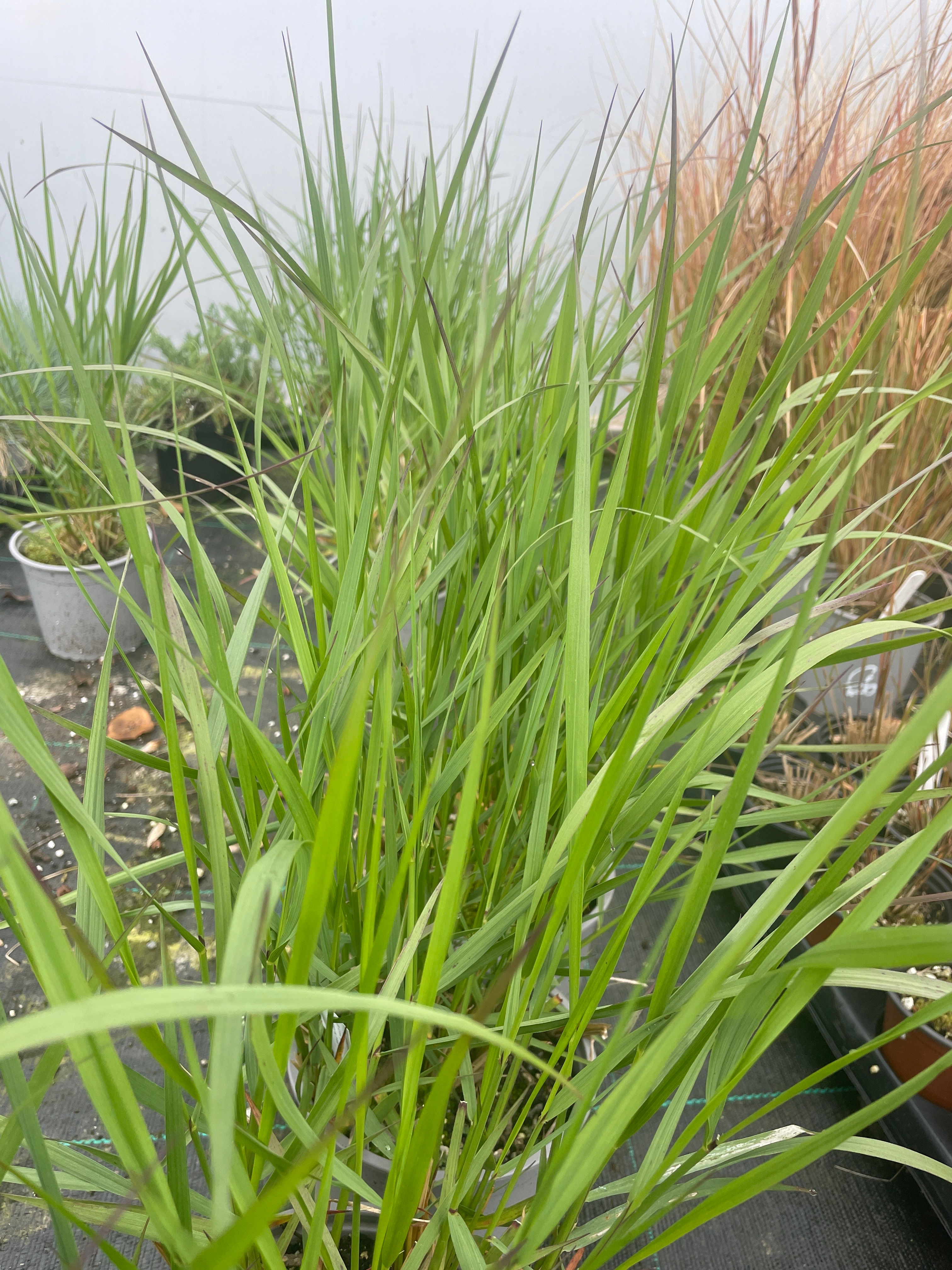 Calamagrostis x acutiflora 'Karl Foerster'