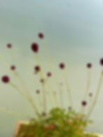 Sanguisorba officinalis 'Tanna' Flower