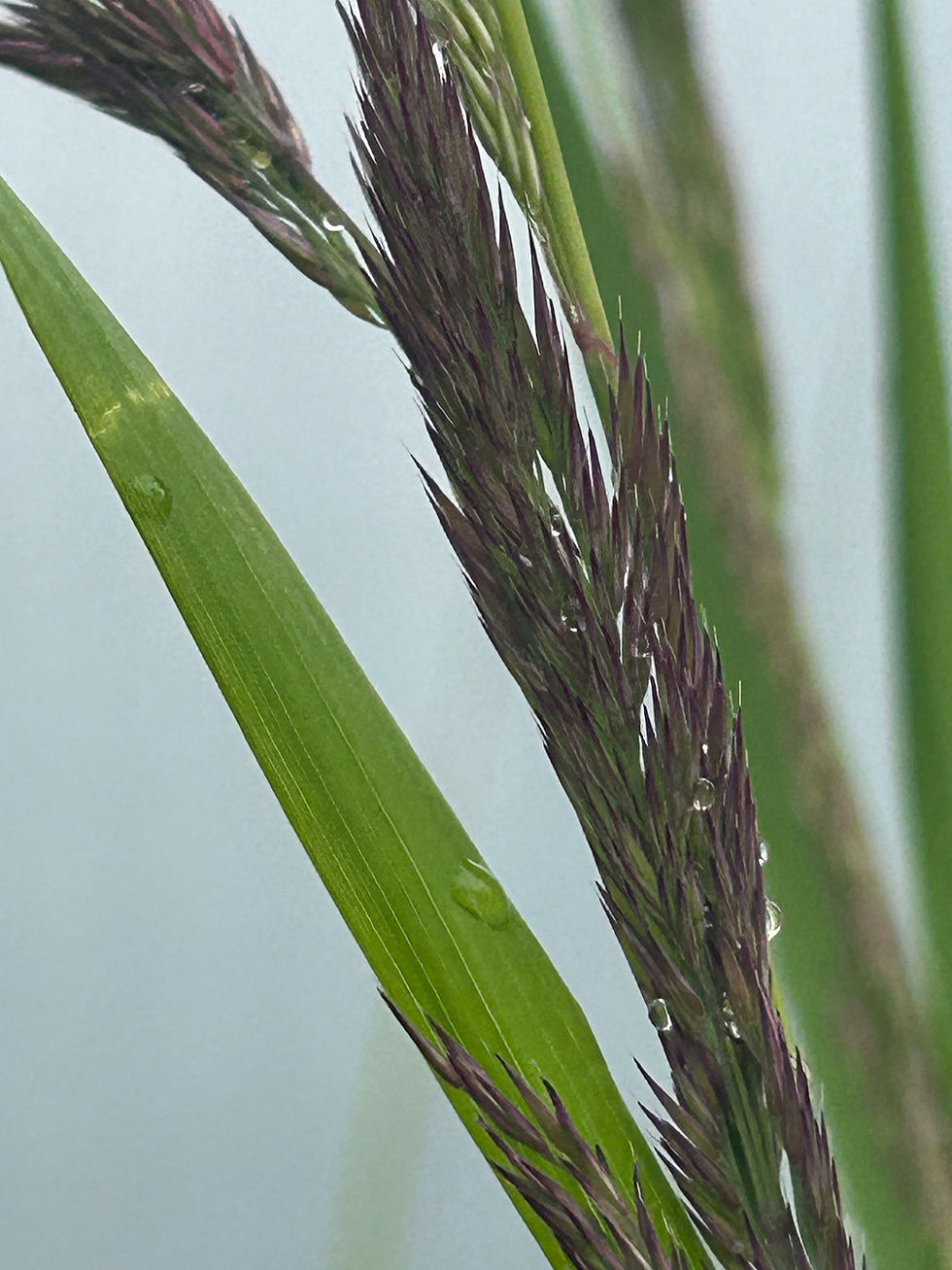 Thumbnail: Calamagrostis x acutiflora 'Karl Foerster'