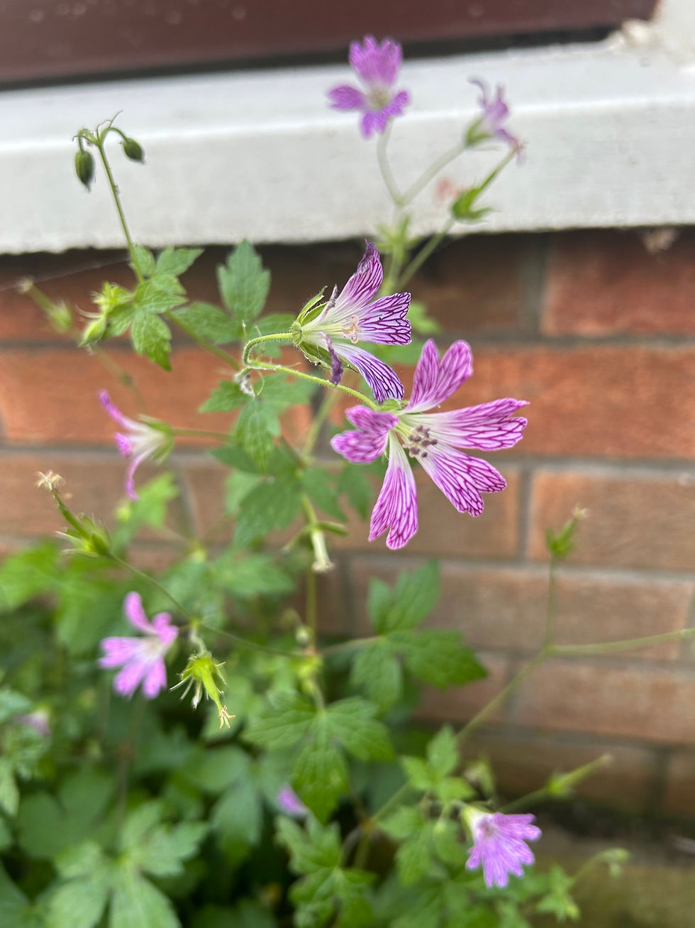 Thumbnail: Geranium versicolor