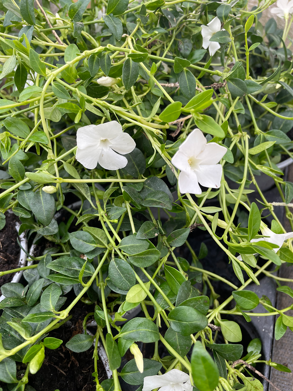 Thumbnail: Vinca minor f. alba 'Gertrude Jekyll'