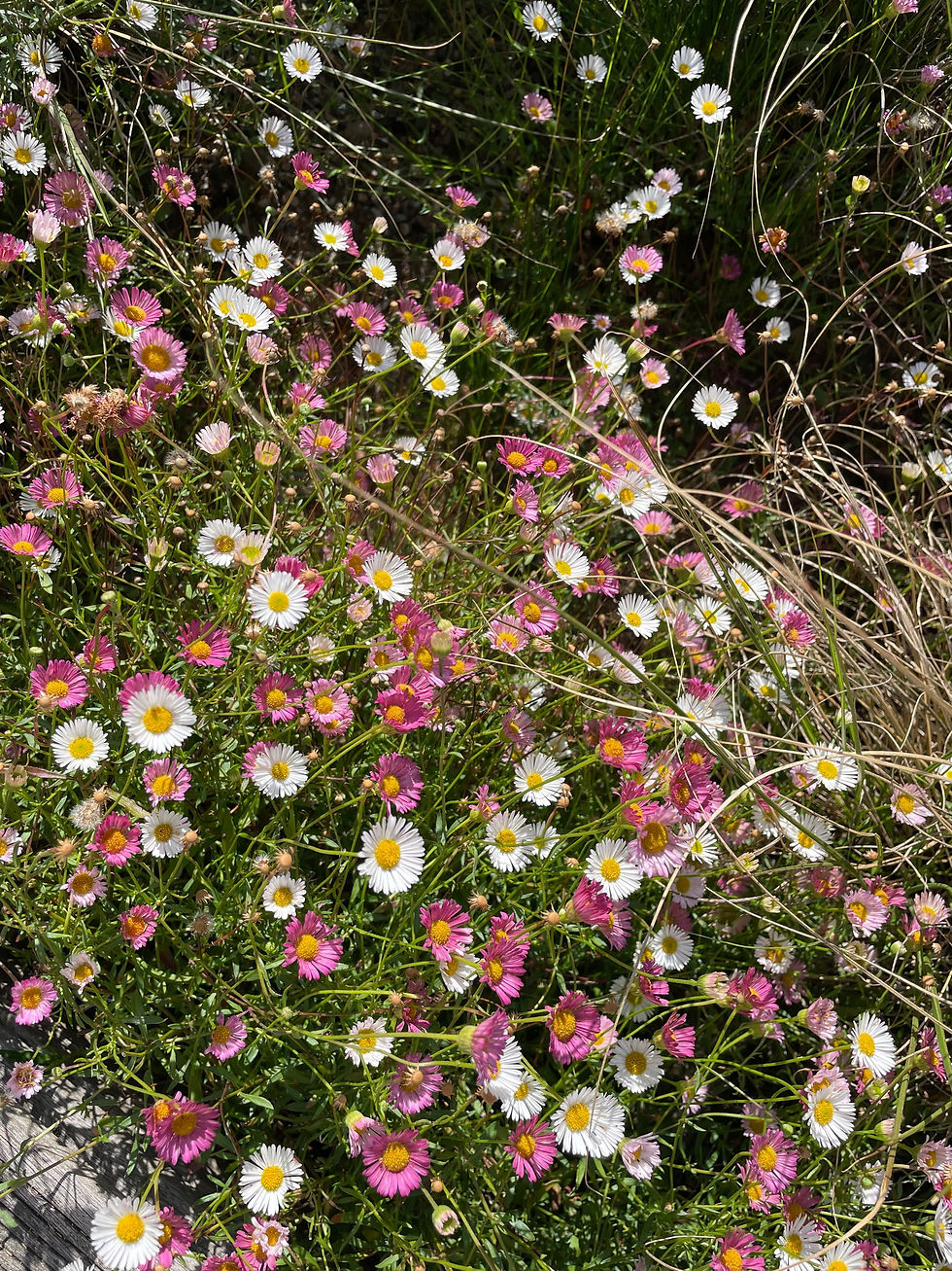 Thumbnail: Erigeron karvinskianus