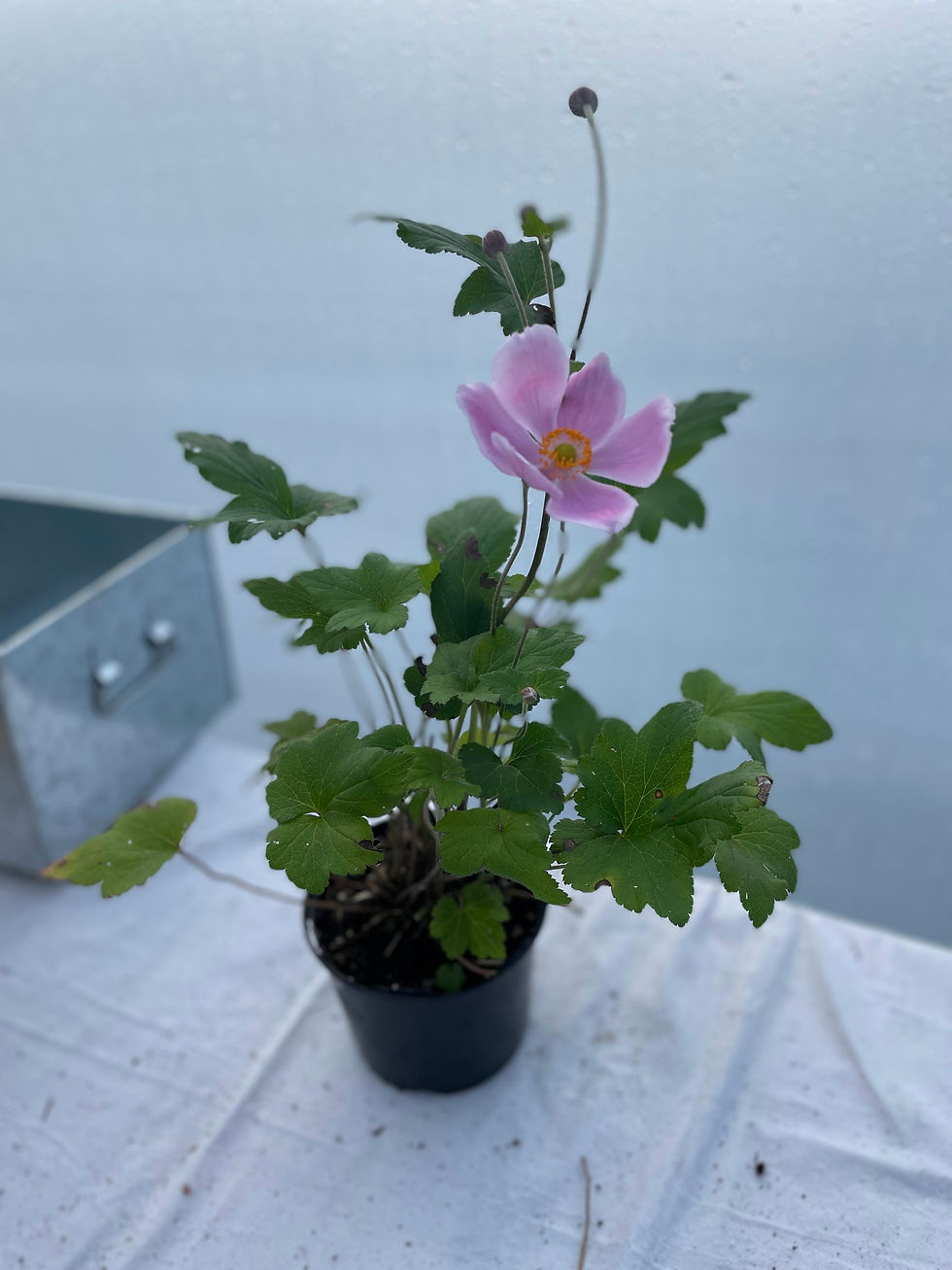 Anemone hybrida 'Königin Charlotte' (syn. Queen Charlotte)