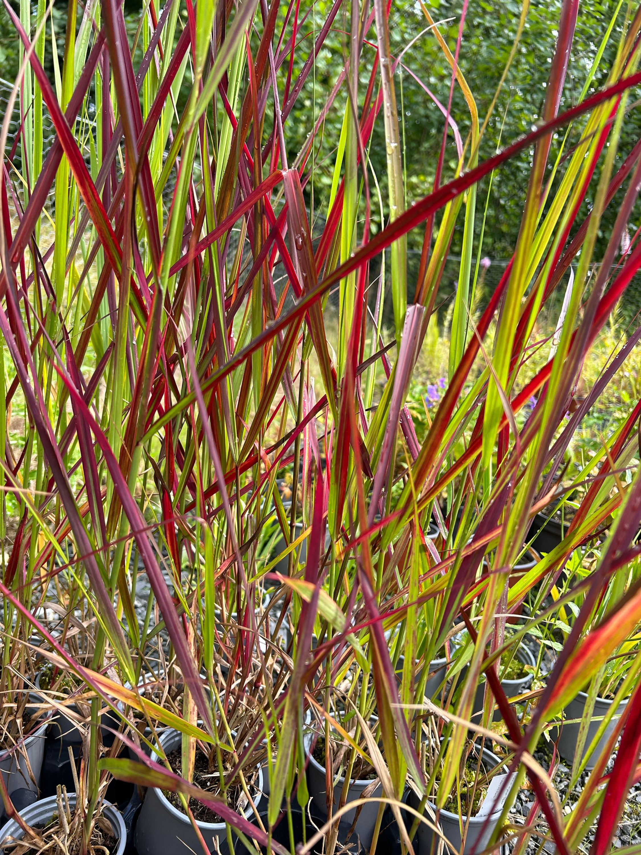 Panicum virgatum 'Squaw'