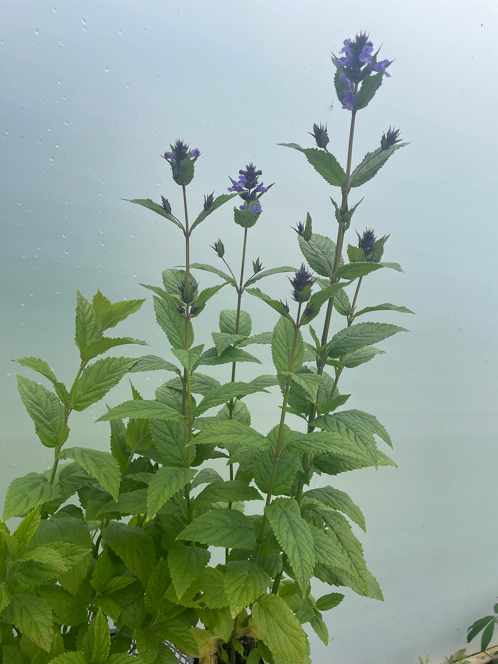 Thumbnail: Nepeta kubanica