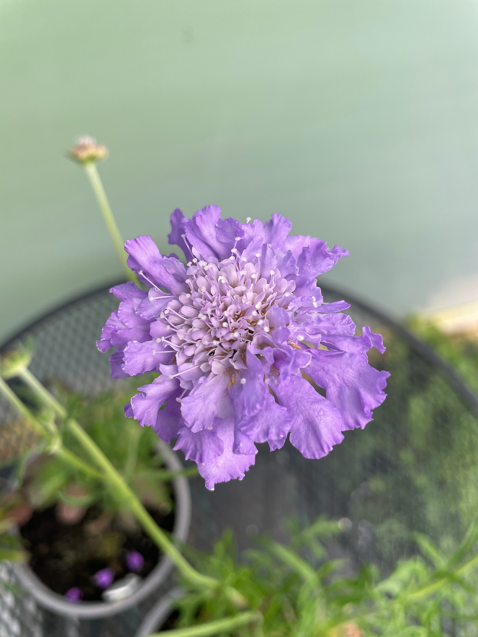 Thumbnail: Scabiosa columbaria 'Butterfly Blue'