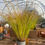 Thumbnail: Carex testacea 'Priarie Fire'