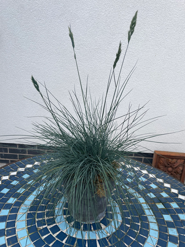 Festuca idahoensis ‘Siskiyou Blue’ | Potters Hill Plants