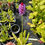Thumbnail: Primula vialii
