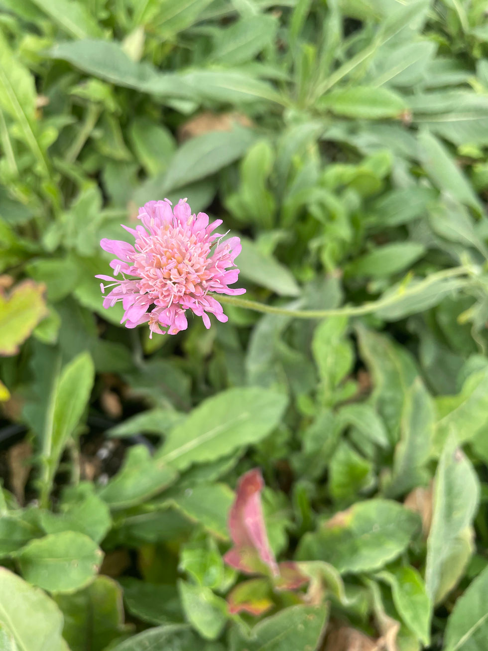 Knautia macedonica flower