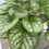 Thumbnail: Brunnera macrophylla 'Jack Frost' PBR