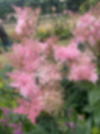 Thumbnail: Filipendula rubra 'Venusta'