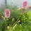 Thumbnail: Sanguisorba officinalis 'Pink Tanna'