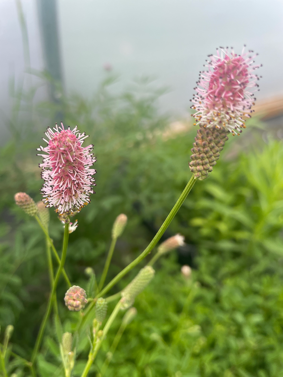 Sanguisorba officinalis 'Pink Tanna'