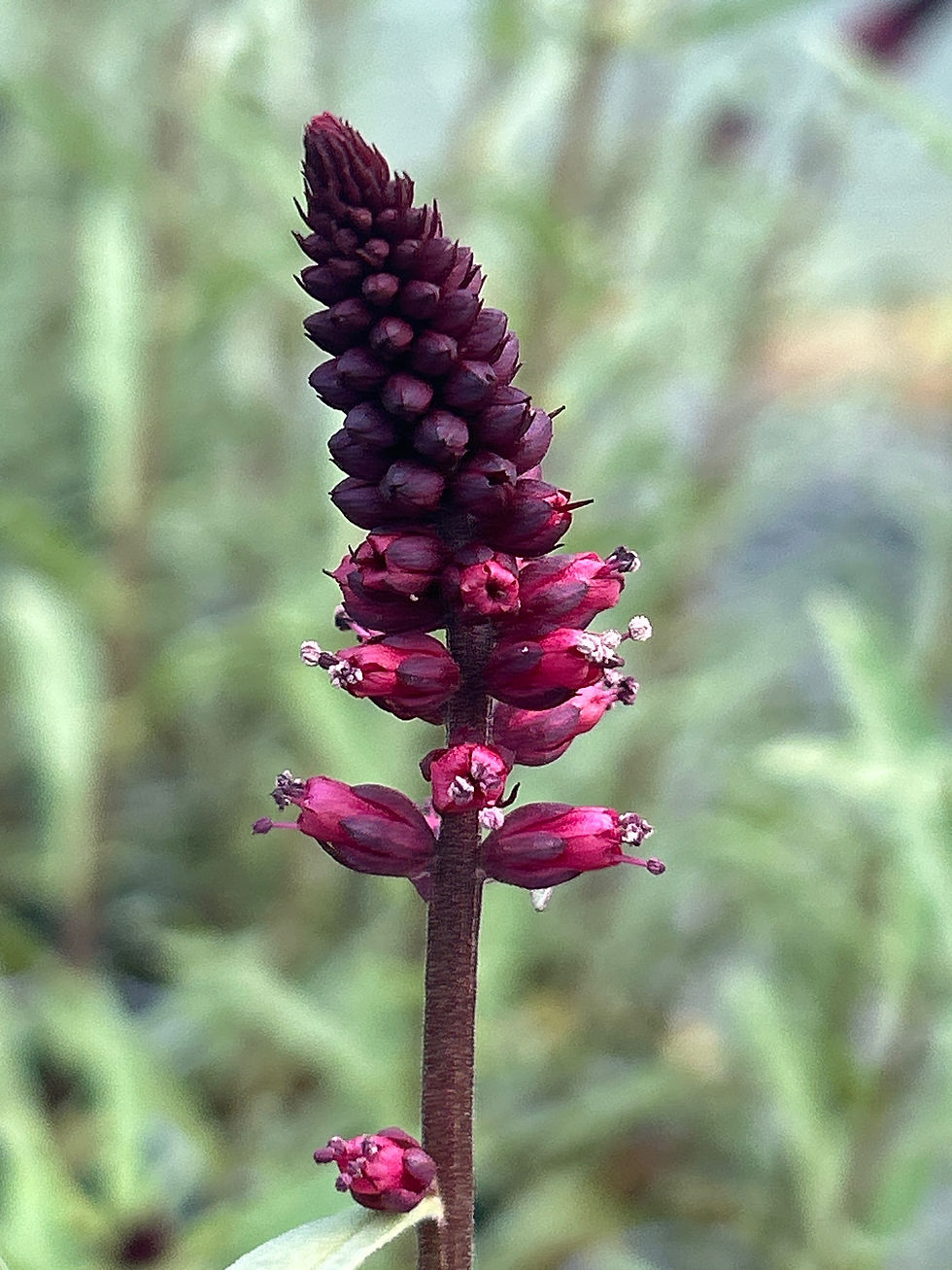 Thumbnail: Lysimachia atropurpurea 'Beaujolais'