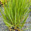 Thumbnail: Panicum virgatum 'Northwind'
