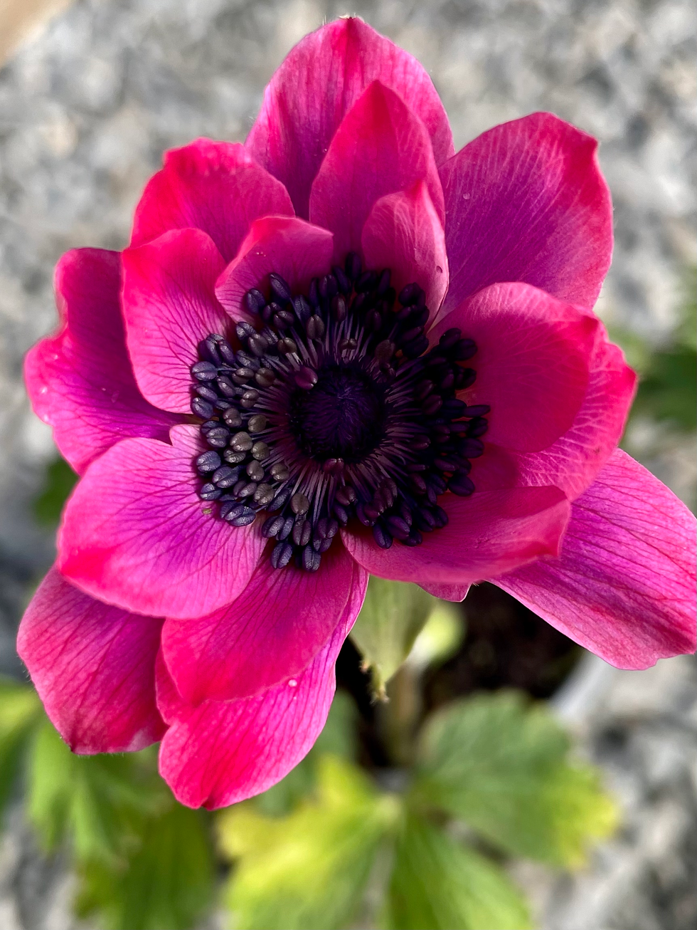 Thumbnail: Anemone pavonina