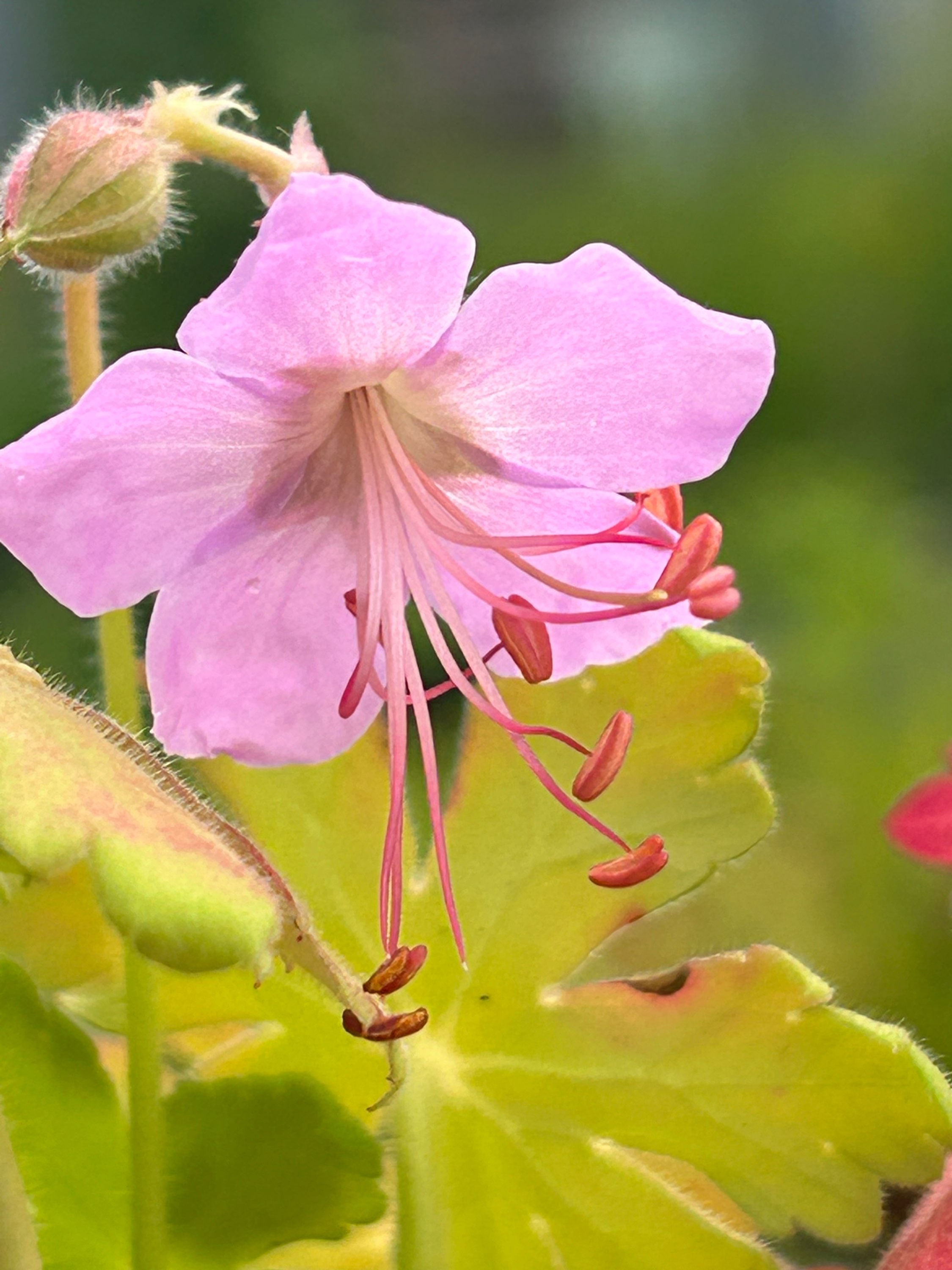 Geranium macrorrhizum