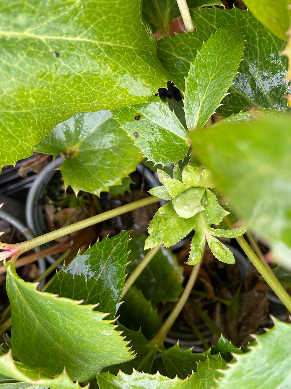 Thumbnail: Helleborus argutifolius Holly Leaves Hellebore
