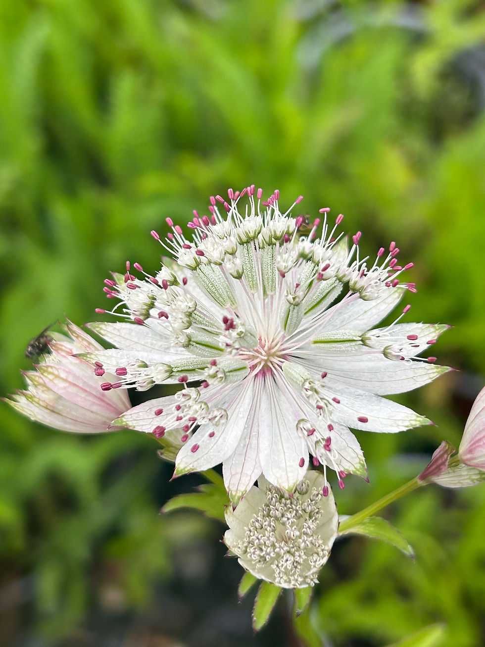 Thumbnail: Astrantia major 'Shaggy'