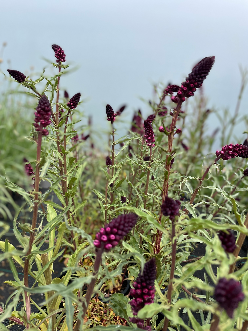 Thumbnail: Lysimachia atropurpurea 'Beaujolais'