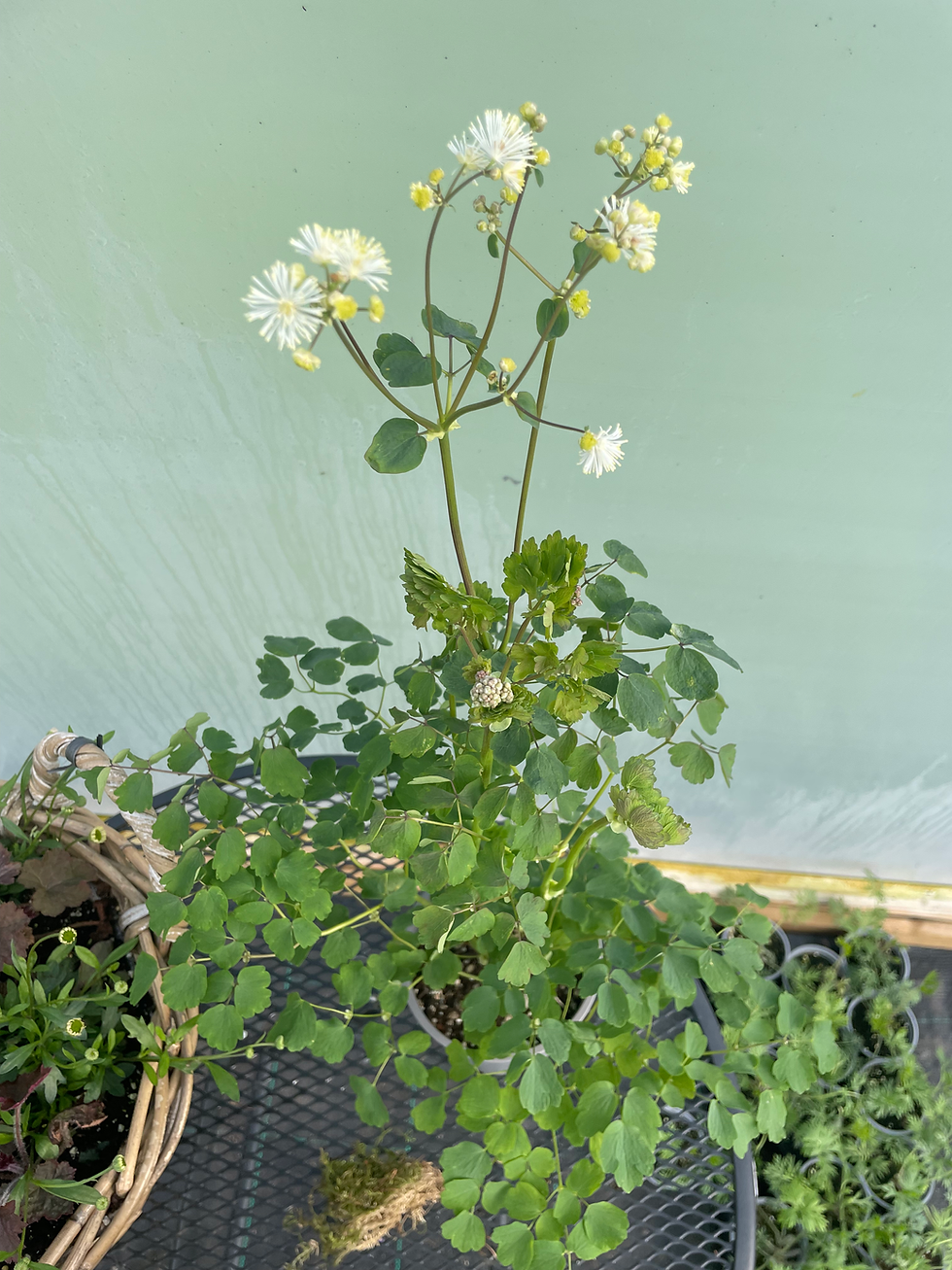 Thumbnail: Thalictrum aquilegifolium var sibiricum