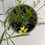Thumbnail: Coreopsis verticillata 'Moonbeam'