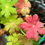 Thumbnail: Geranium macrorrhizum'Ingwersens Variety'
