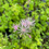 Thumbnail: Thalictrum aquilegiafolium