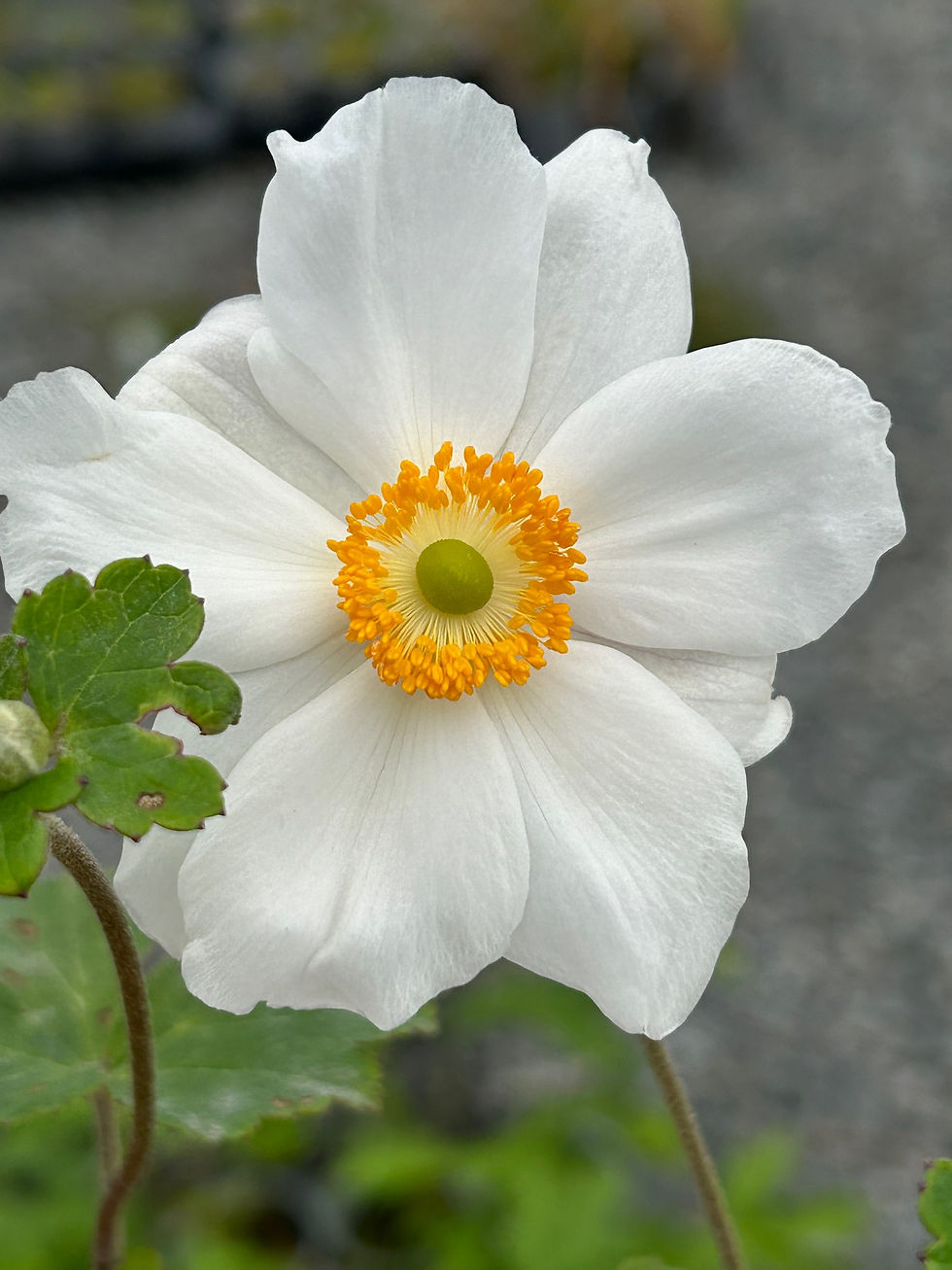 Thumbnail: Anemone x hybrida 'Honorine Jobert'