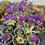 Thumbnail: Primula denticulata