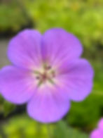 Violet blue flower on Geranium 'Bloom Me Away'