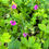 Thumbnail: Geranium yoshinoi