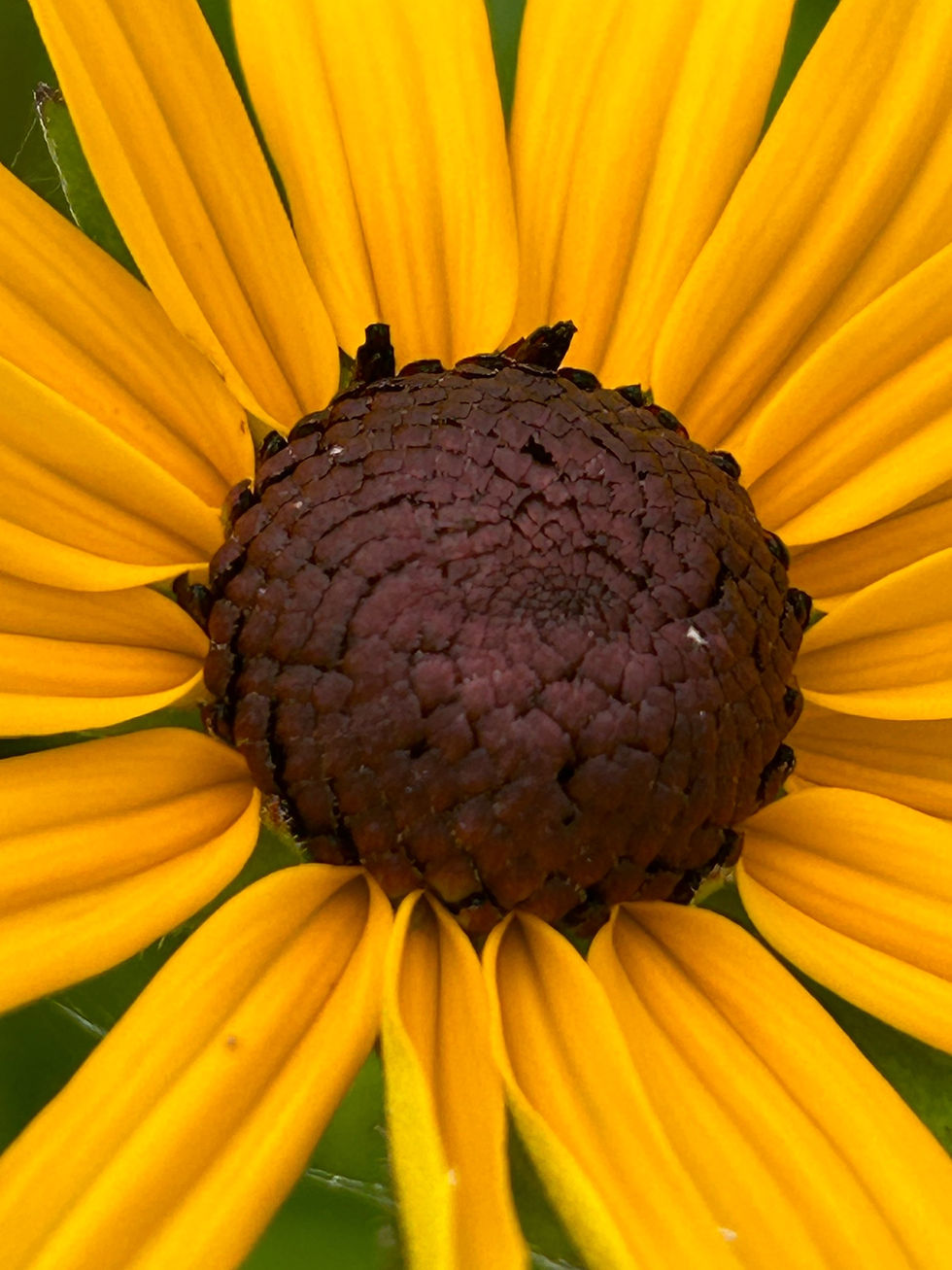 Thumbnail: Rudbeckia 'Goldstrum'