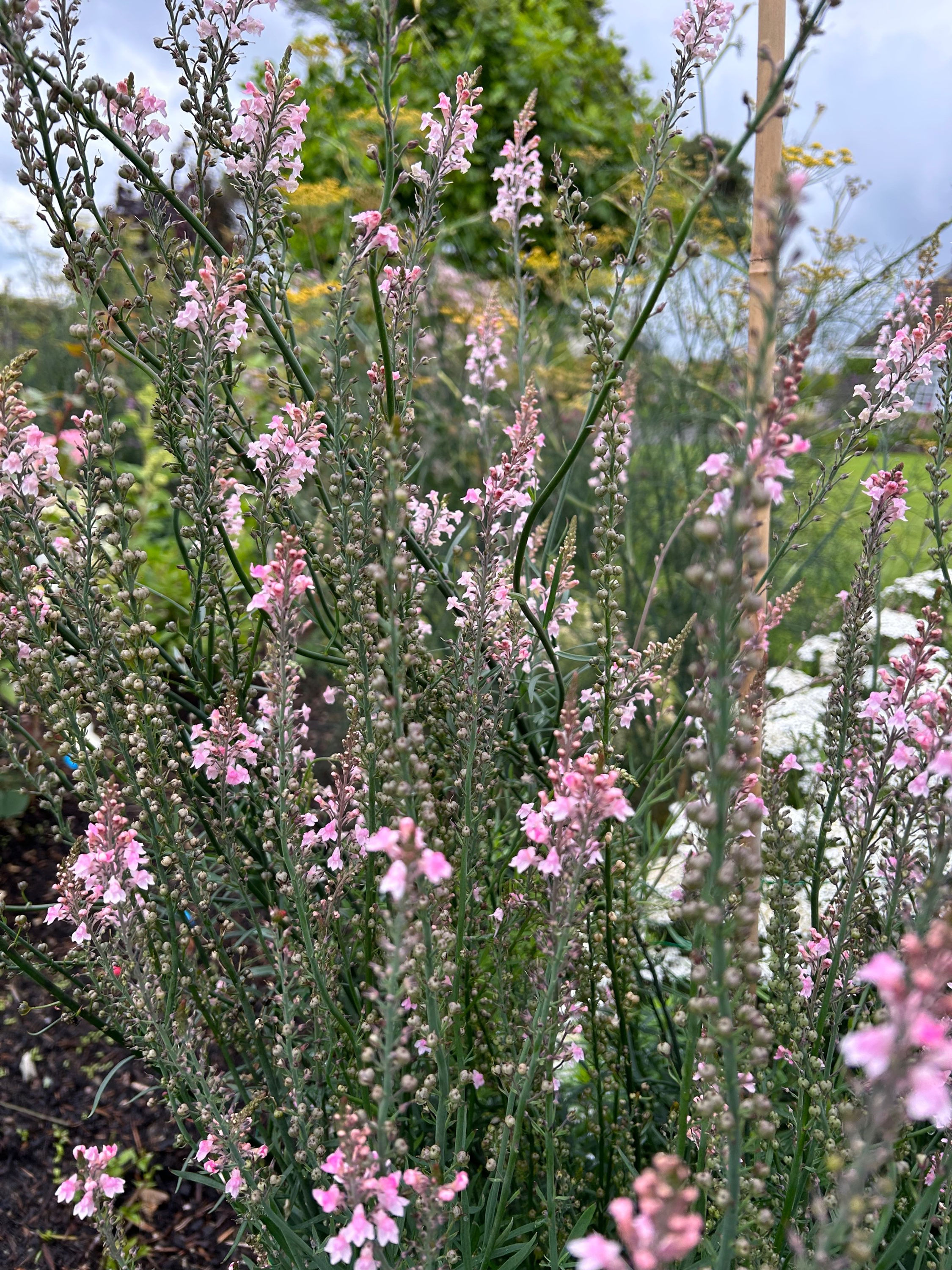 Linaria pururea 'Canon Went'