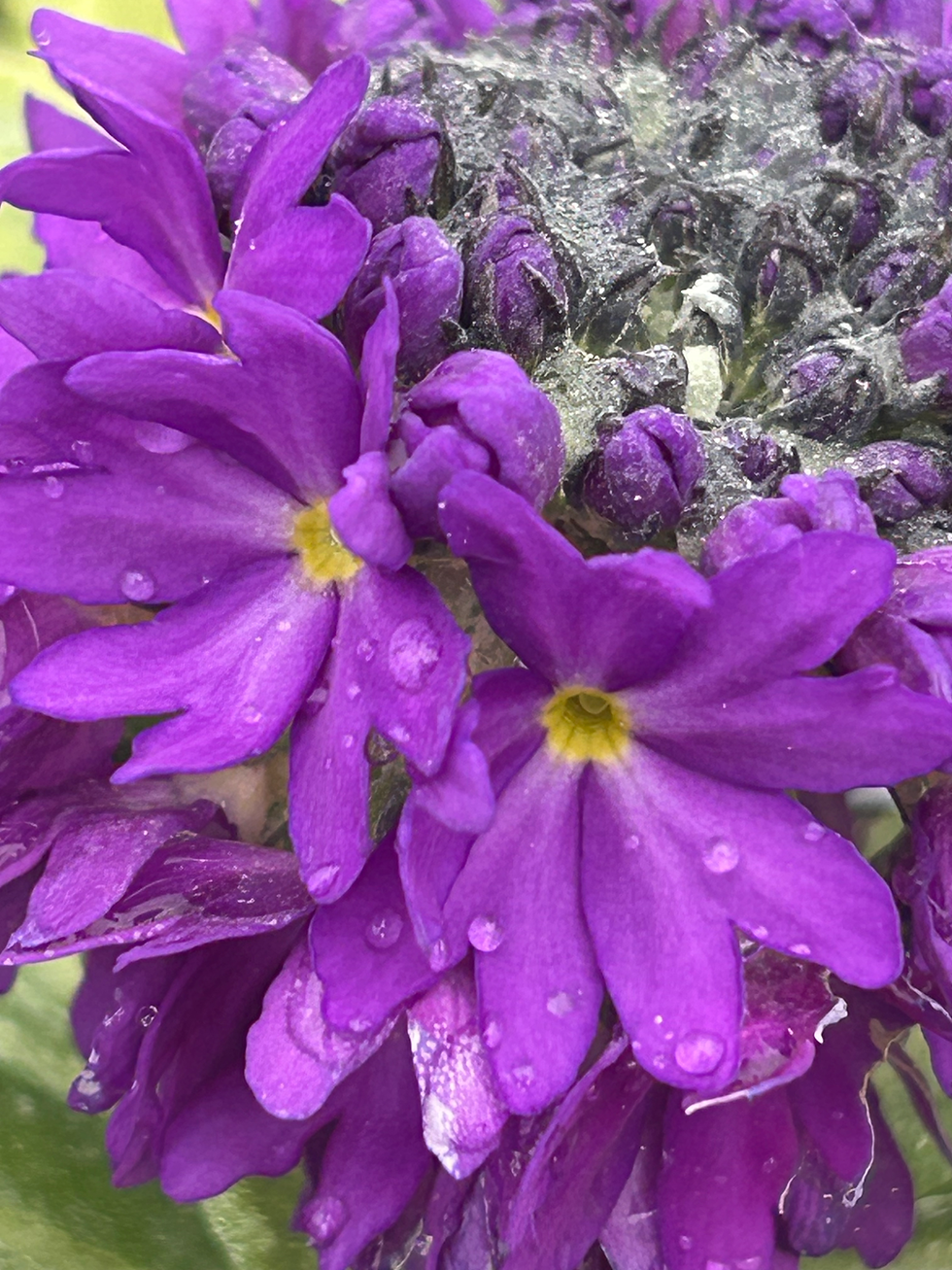Thumbnail: Primula denticulata