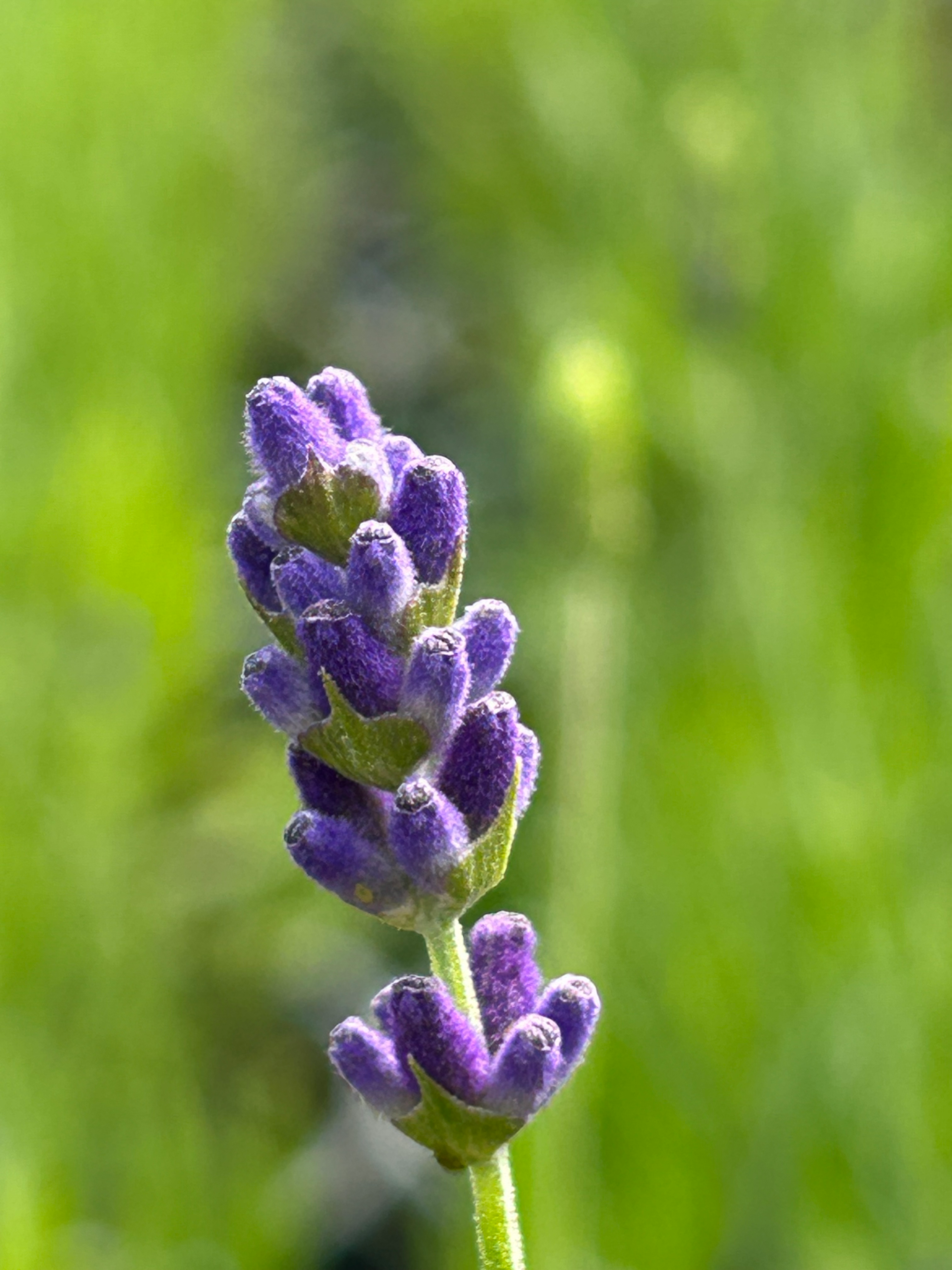 Lavandula angustifolia 'Hidcote'