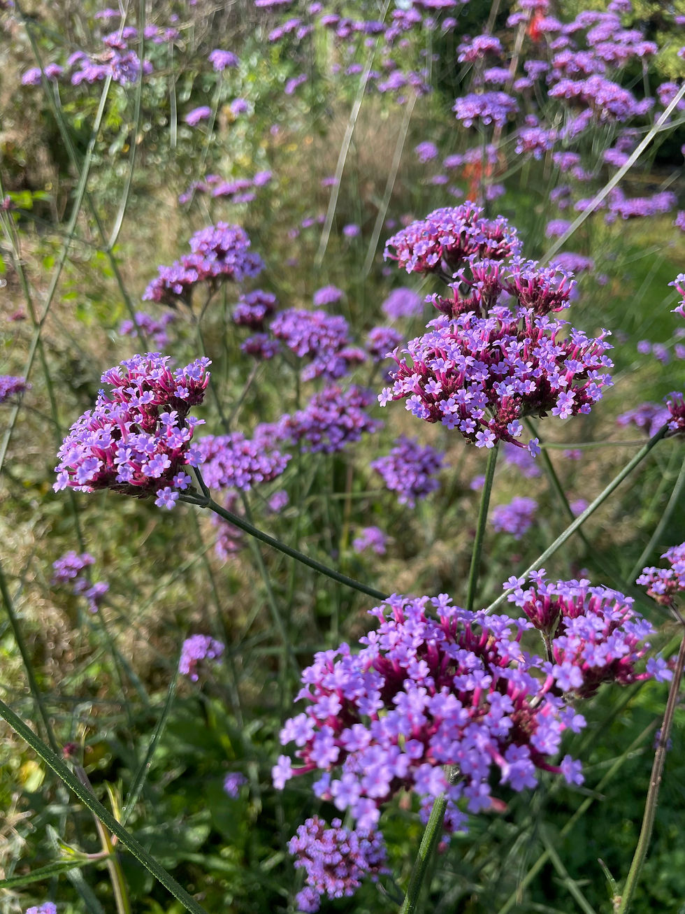Verbena bonariensis