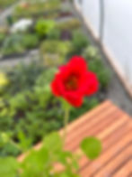 Geum Mrs J Bradshaw