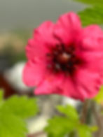 Potentilla nepalensis'Miss Willmott'