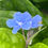 Thumbnail: Omphalodes cappadocica 'Cherry Ingram'