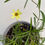 Thumbnail: Coreopsis verticillata 'Moonbeam'