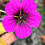 Thumbnail: Geranium ‘Ann Folkard’