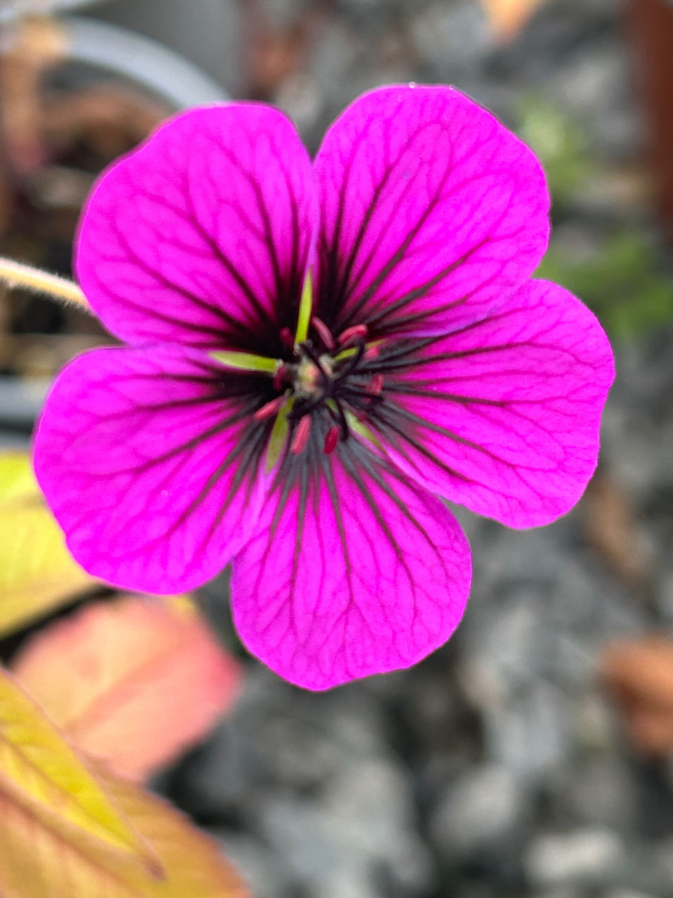 Geranium ‘Ann Folkard’
