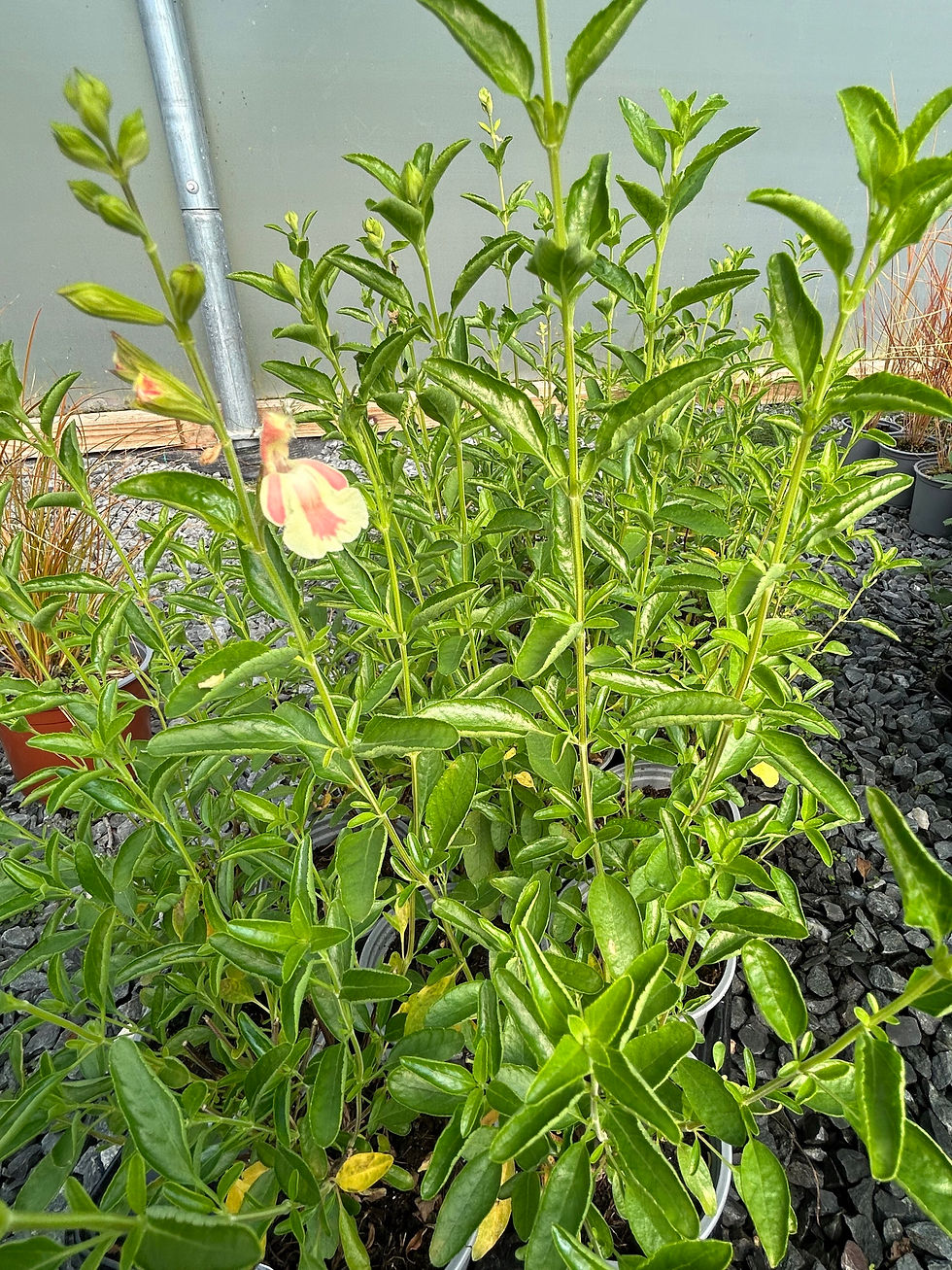 Thumbnail: Salvia x jamensis 'Belle De Loire'