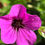 Thumbnail: Geranium Patricia (‘Brempat’)