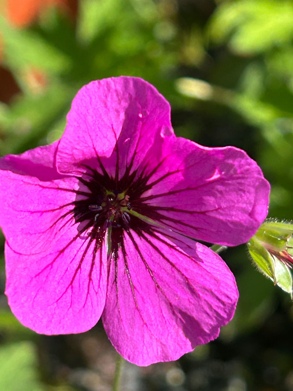 Thumbnail: Geranium Patricia (‘Brempat’)